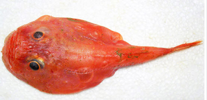 Chaunax suttkusi_02.jpg